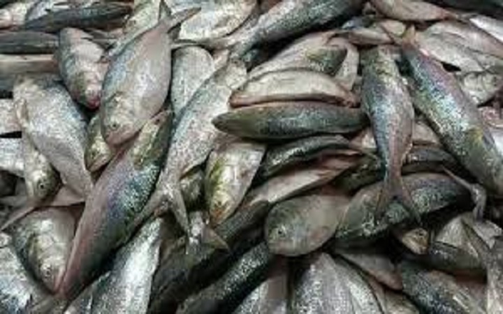 এতিমখানা-অসচ্ছল মানুষরা পেল ১৮০ মণ ইলিশ